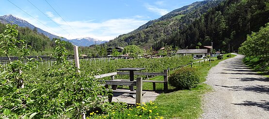 Bank und Tisch in der Apfelwiese